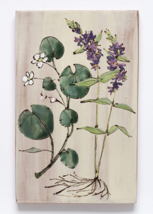 Floating Marsh-marigold and Purple Loosestrife