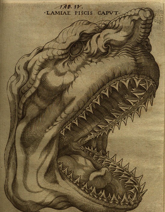 Shark from Nicolaus Stenonis