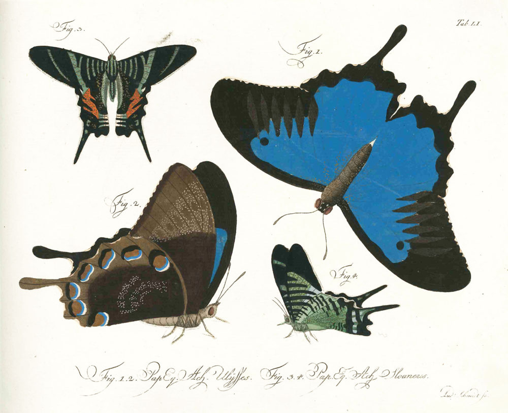 Butterfiles -- entomologist drawing