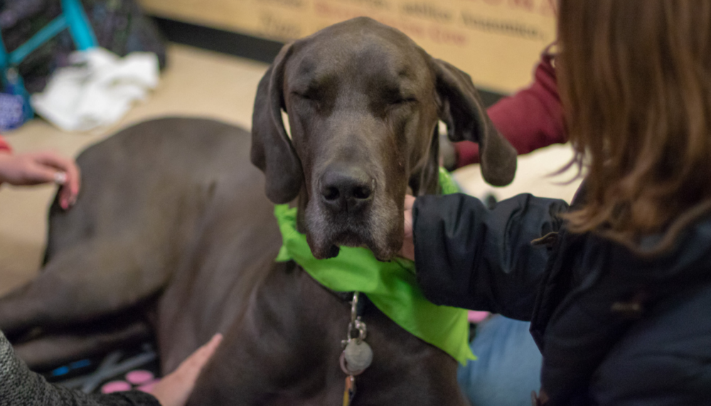 Photo of a dog being pet by students