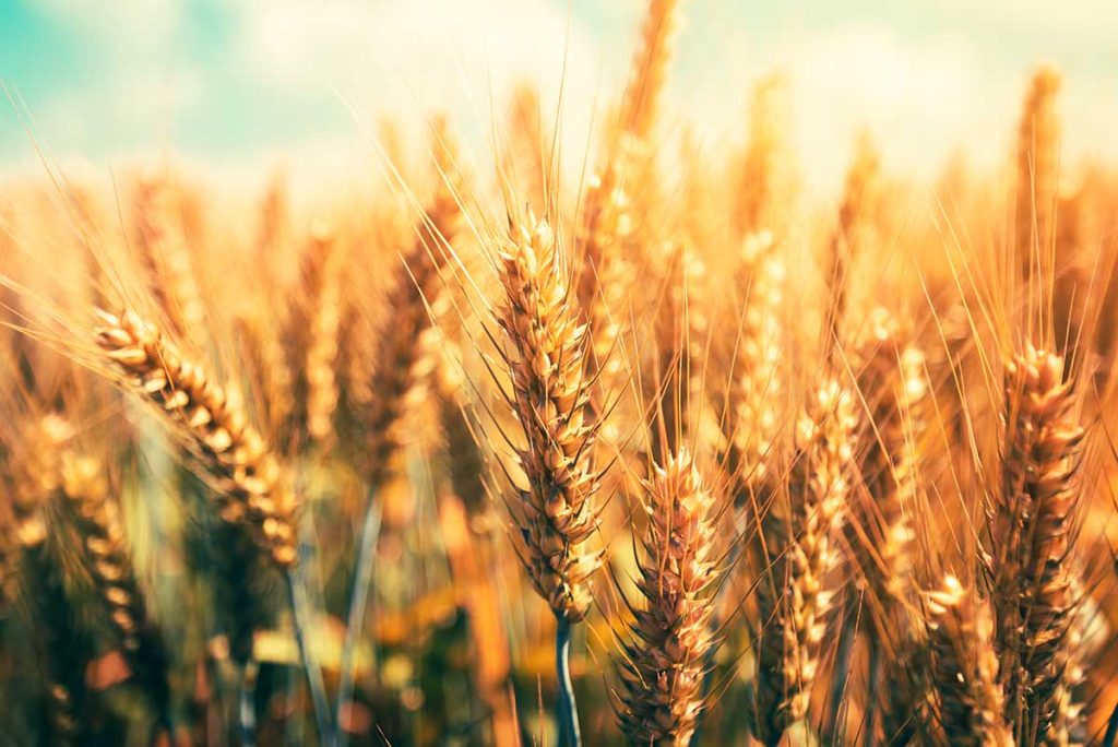 wheat field