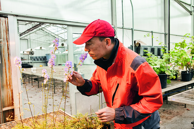 David Remucal in greenhouse with western Jacob's ladder; photo credit John Noltner