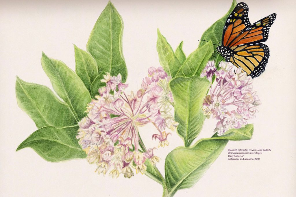 flora and fauna illustration of monarch on milkweed flowers