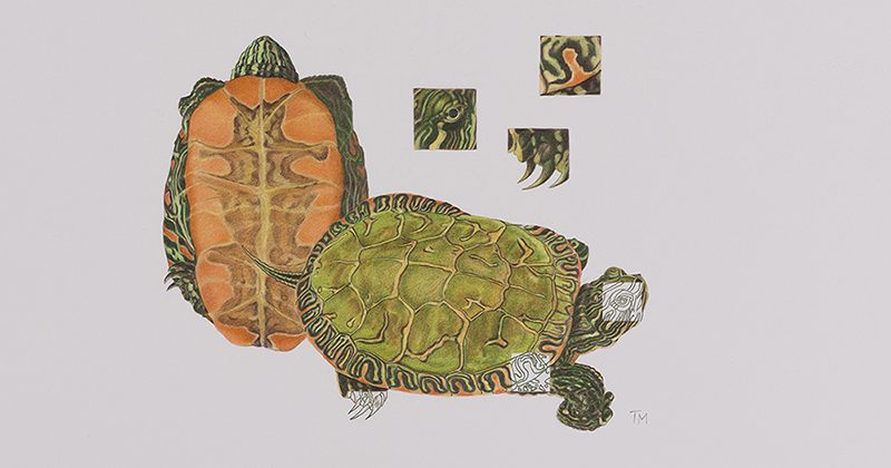 Painted turtle, Chrysemys picta by Terry McFarland