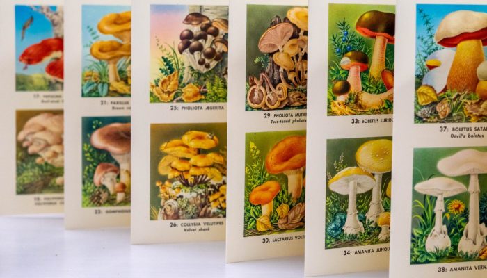 WIB 7 Fold out book with illustrations of many different types of mushrooms
