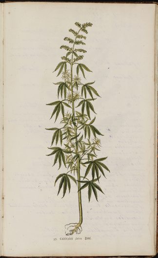 Botanical illustration of the cannabis plant.