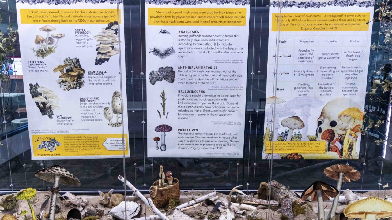 230921_awc_WHL exhibit_001 copy Text at the Wangensteen's Mycophobia/Mycophilia exhibit shows fungi for cooks, healers, and murderers.