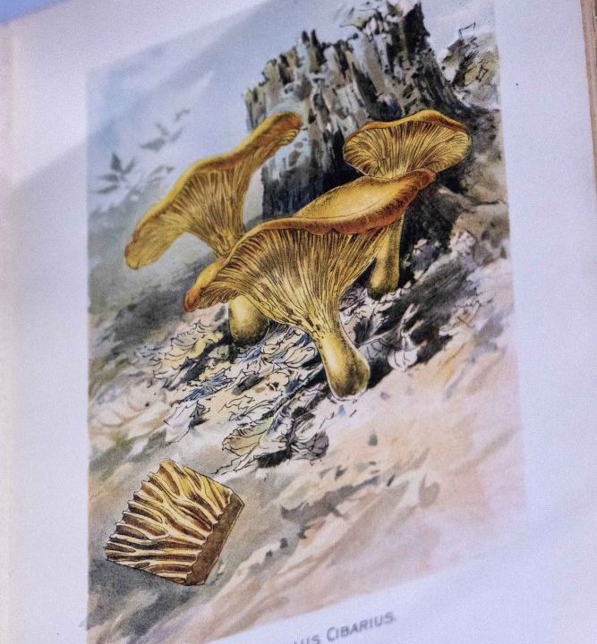 230921_awc_WHL exhibit_018 copy Illustrations of mushrooms in the Mycophobia/Mycophilia exhibit.