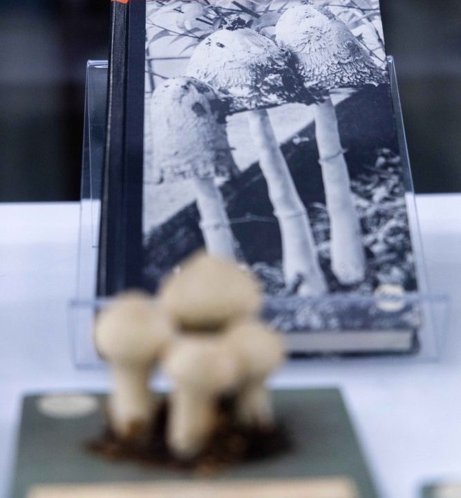230921_awc_WHL exhibit_030 copy "The Mushroom Hunter's Field Guide" in the Mycophobia/Mycophilia exhibit.