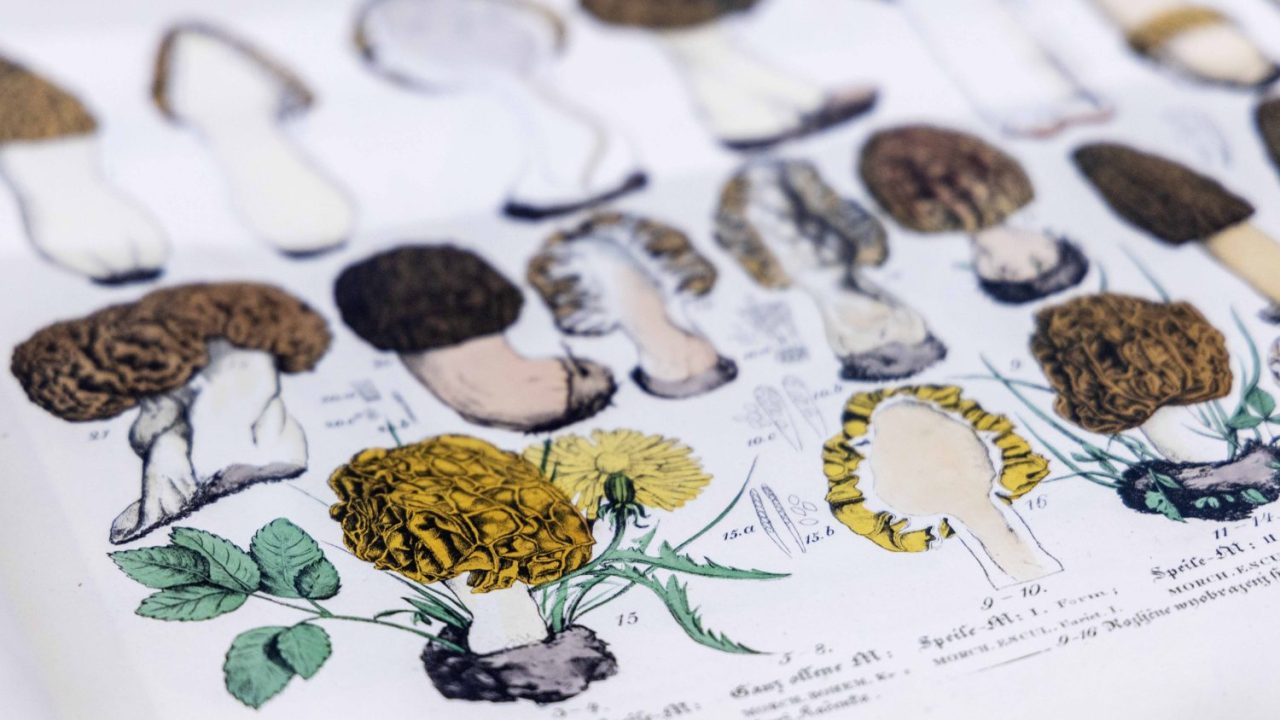 230921_awc_WHL exhibit_035 copy Illustrations of mushrooms in the Mycophobia/Mycophilia exhibit.