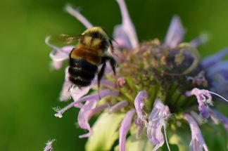 Rusty Patched Bumble Bee by USFWS, Midwest Region licensed under CC BY 2.0.