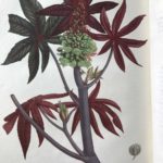 Phytographie médicale