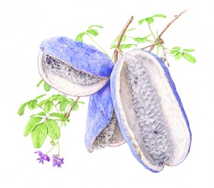 Akebia Quinata by Candace Aburdene