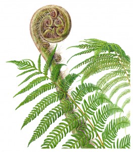 Beverly Allen, "Cyathea australis" 