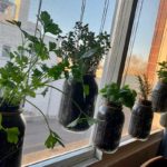 Annie's House Plants in Mason jars.