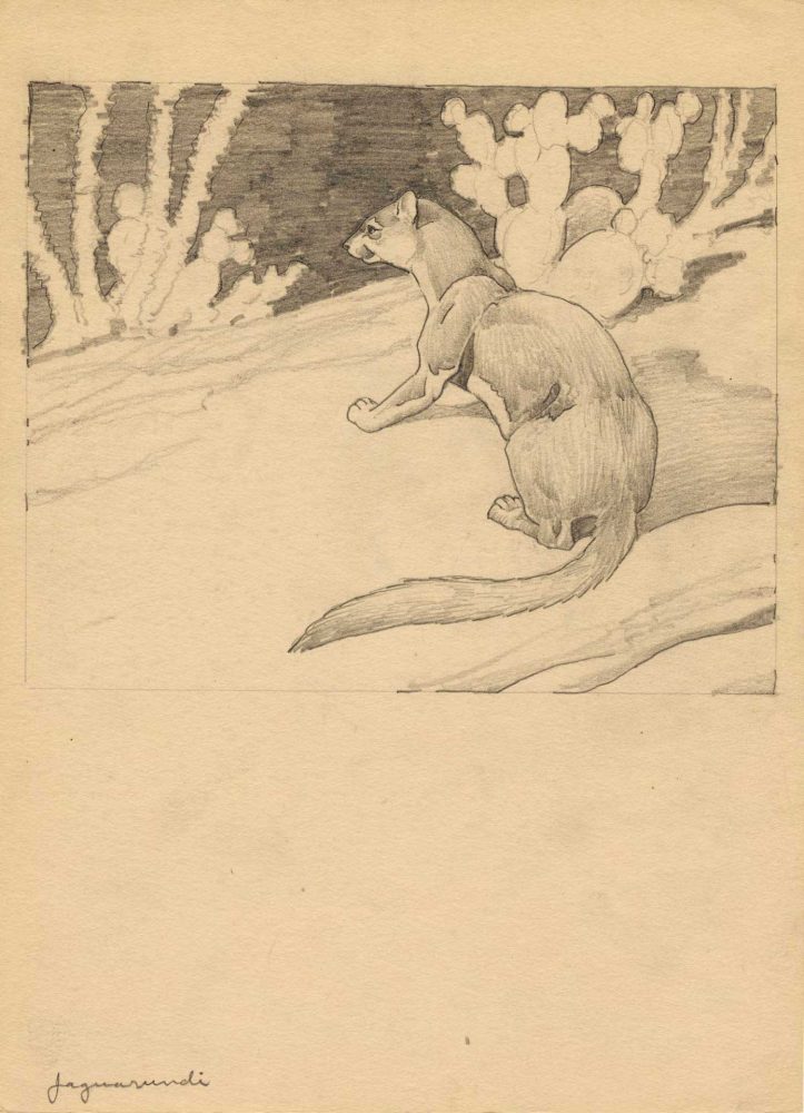 Pencil drawing of a jaguarundi. The cat sits back on its haunches, facing left. Cacti are silhouetted against a dark background. Pencil outlines indicate borders of scene. Preparatory drawing for a scratchboard illustration published in Victor H. Cahalane, "Mammals of North America" (1947), p. 283.