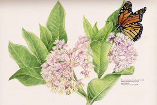flora and fauna illustration of monarch on milkweed flowers