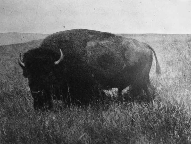 Wild Animals of Glacier National Park (U.S. National Park Service) 