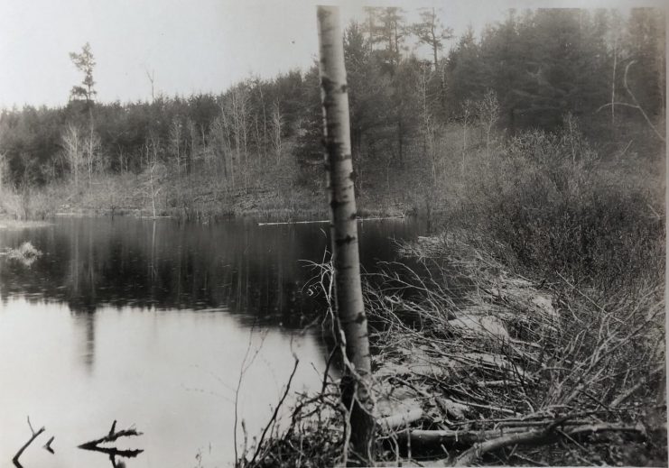 Pond surrounded forest with a beaver dam to the right-hand side.