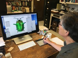 Professor Ralph Holzenthal drawing a beatle