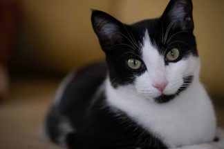 A black and white cat