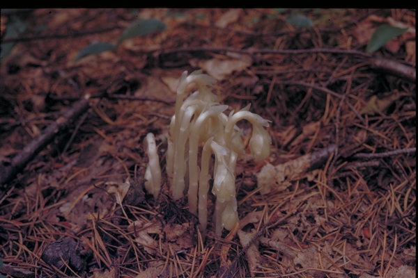 Monotropa uniflora (Indian Pipe), 1940s. Kodachrome slide. Junior F. Hayden, photographer. Available at http://purl.umn.edu/140583.