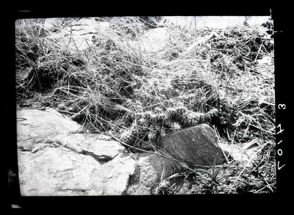 Opuntia fragilis (Brittle Prickly Pear), 1922. Walter J. Breckenridge, photographer. Available at http://purl.umn.edu/187702.