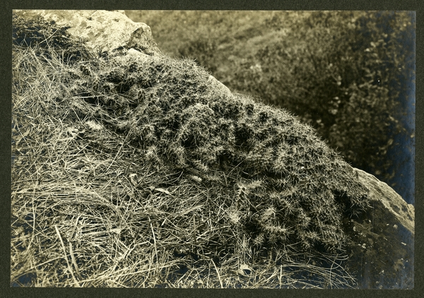 Opuntia fragilis (Brittle Prickly Pear), 1901. C.J. Hibbard, photographer. Available at http://purl.umn.edu/169534.