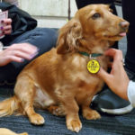 Therapy dog