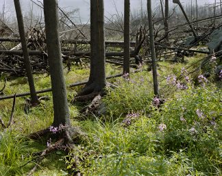 rf_pagami_site1_9-2012