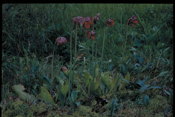 Sarracenia purpurea (Pitcher Plant), 1940s. Kodachrome slide. Junior F. Hayden, photographer. Available at http://purl.umn.edu/140448.
