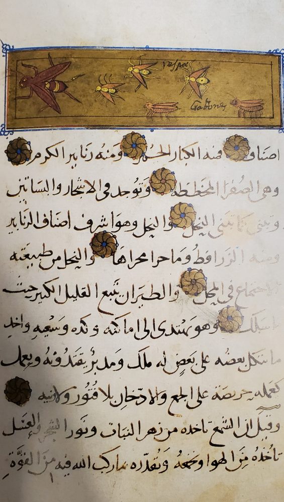 Manuscript page with depictions of insects..