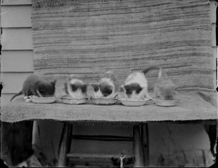 five kittens eating