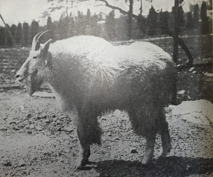 Wild Animals of Glacier National Park (U.S. National Park Service) 