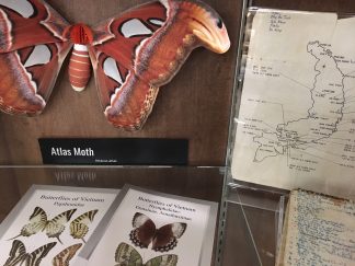 Atlas moth