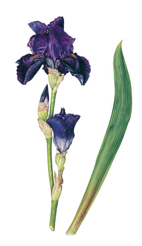 year_flower_sm