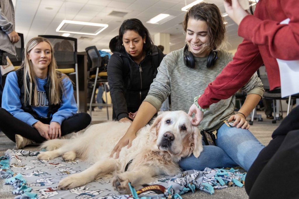 Cooper relaxes at the PAWS 10th anniversary at Wilson Library on Thursday, Nov. 16, 2023. Cooper has been a PAWS dog since 2014. (Photo/Adria Carpenter)
