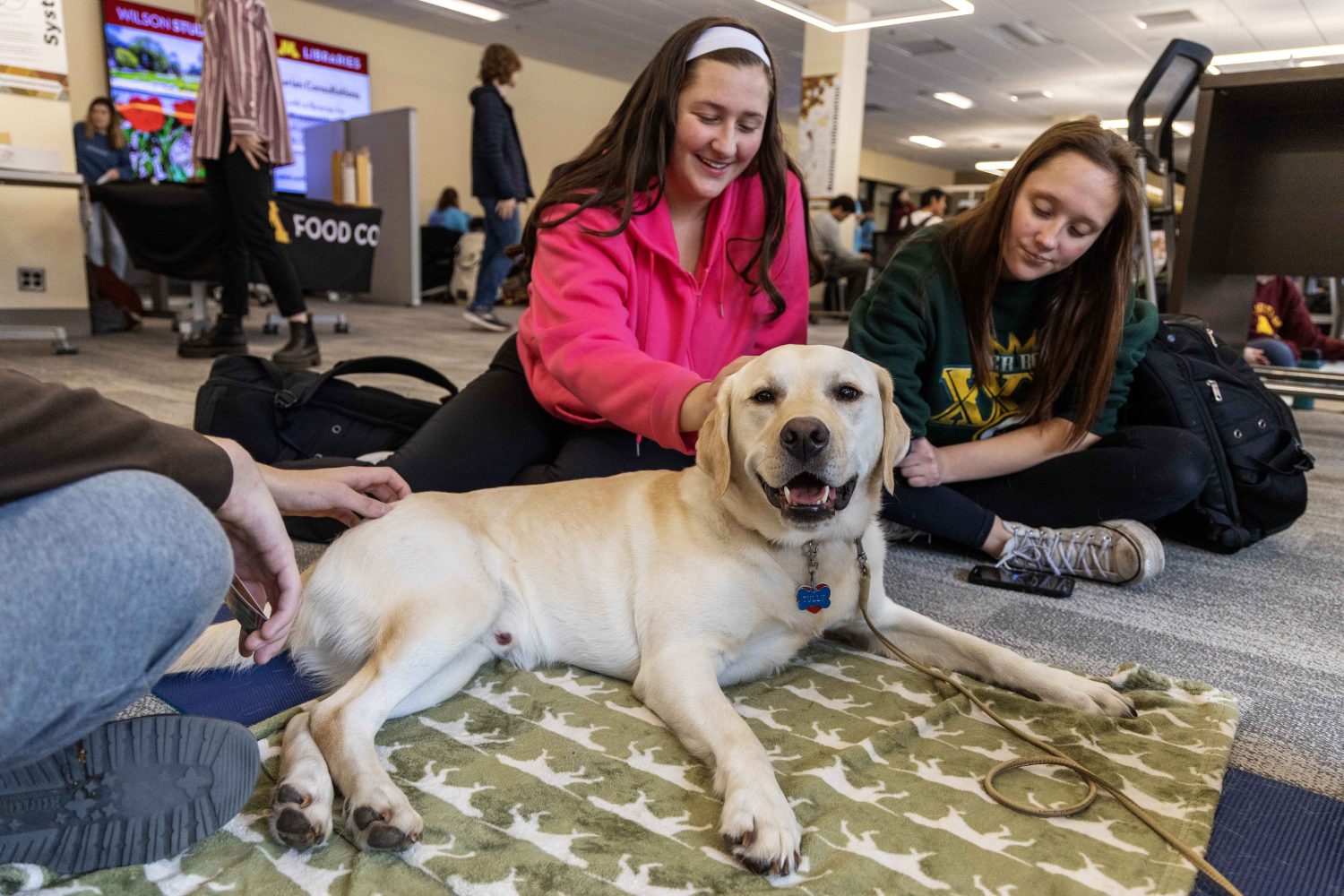 Tully, a labrador retriever, celebrates PAWS' 10th anniversary at Wilson Library on Thursday, Nov. 16, 2023. Tully majors in curiosity studies and minors in communications. (Photo/Adria Carpenter)