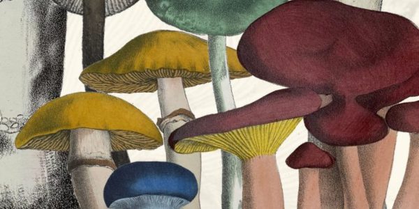 Mushrooms