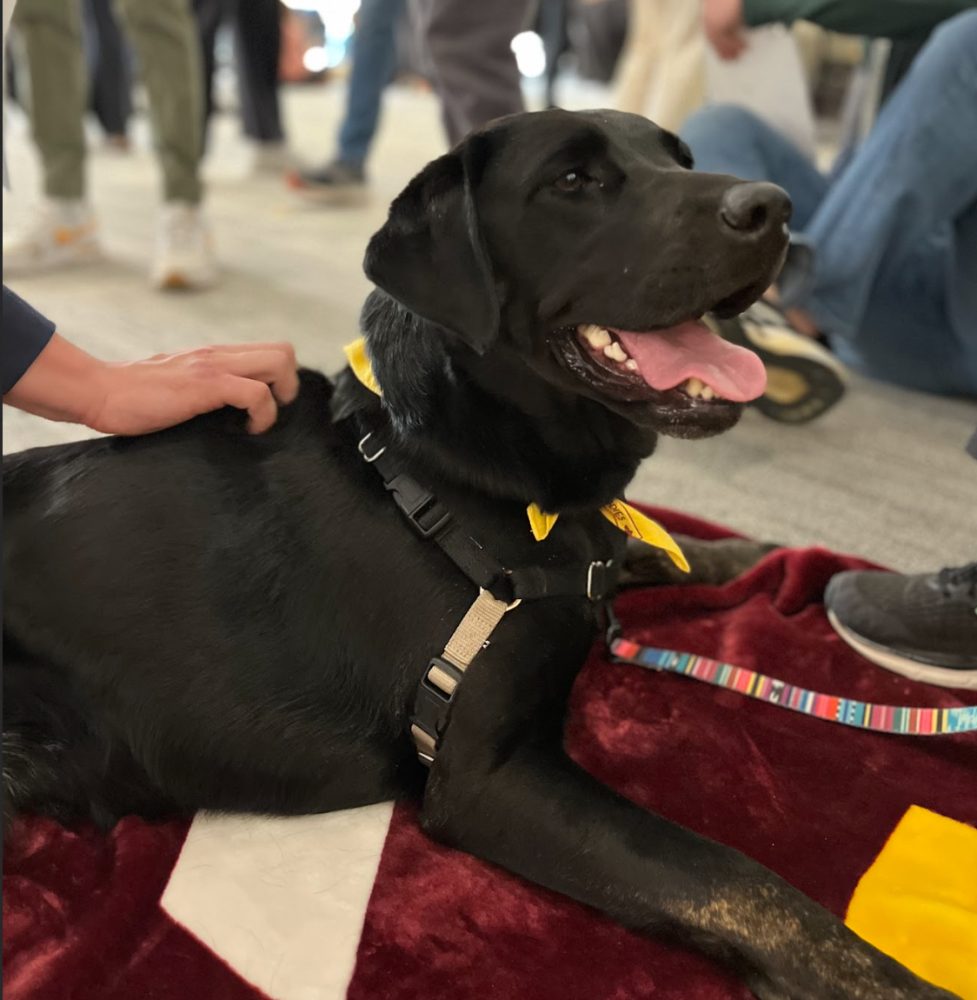 Therapy dog at PAWS at Wilson Library.