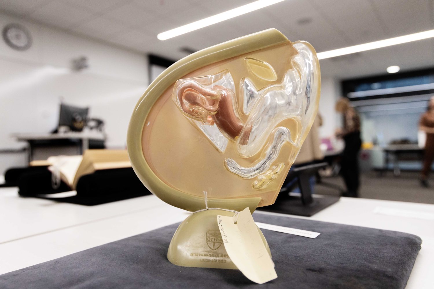 A diagram of a womb from the Wangensteen Historical Library's exhibit "Disembodied Reembodied," on Thursday, October 24, 2024. (Photo/Adria Carpenter)
