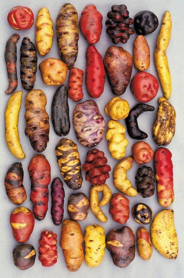Potatoes of many shapes, colors, and sizes.