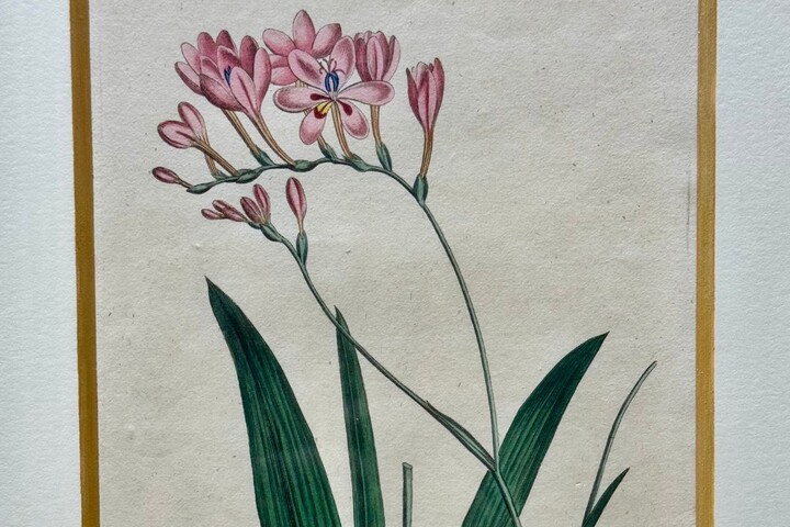 Painting of a plant with dark green leaves and pink flowers with six petals, multiple blossoms on each stem