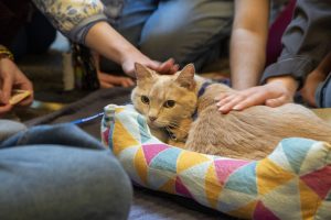 Orange cat sits on a a cushion and is pet by several hands.