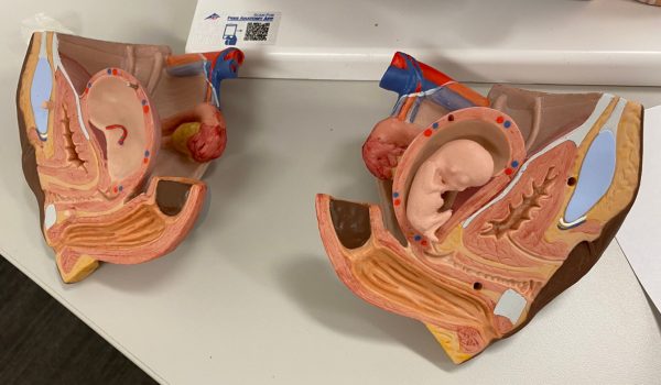3D anatomical model of reproductive organs, shown in the profile with a developing fetus.