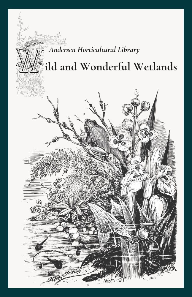 Pen and ink illustration of wetland with frog and flowers
