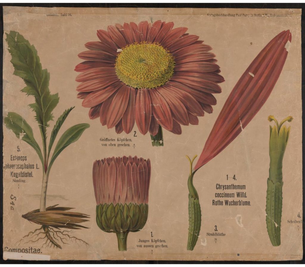 chrysanthemum wall chart